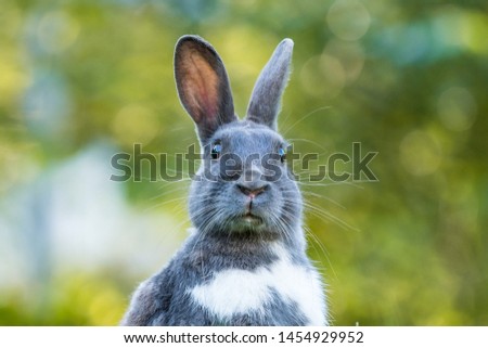 close up of a cute grey rabbit staring at you with mouth filled with some grass green and with blurry green background Royalty-Free Stock Photo #1454929952