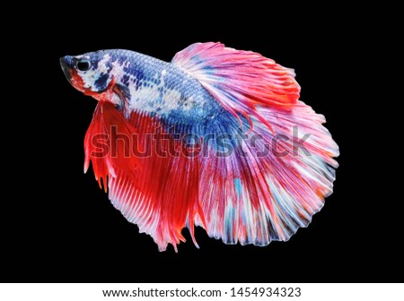 Dark blue and Red tail Betta fish,Siamese fighting fish,siamese fighting fish betta splendens (Halfmoon betta,Betta splendens Pla-kad ( biting fish) isolated on black background.