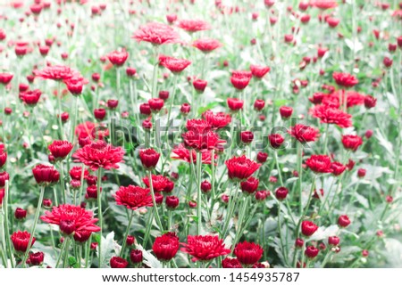 Red flowers with natural summer background, blurred image, selective focus