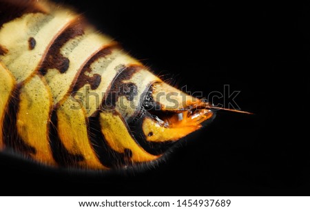 Extreme magnification - Wasp body with stinger Royalty-Free Stock Photo #1454937689