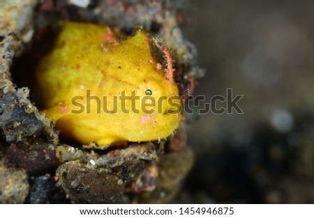 Underwater world - yellow tiny frogfish. Diving in Bali. Super macro photography. 
