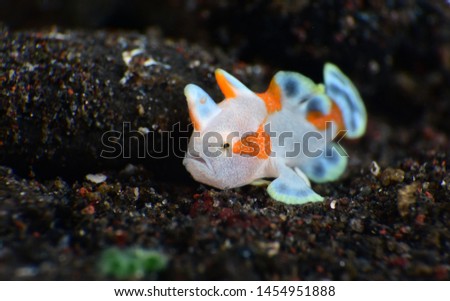 Macro underwater world - Warty Frogﬁsh - Antennarius maculatus (juvenile).  Diving and super macro photography. Tulamben, Bali, Indonesia.