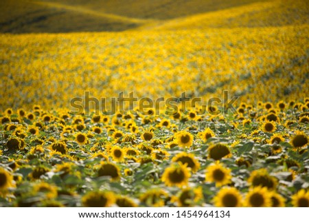Boundless field of blooming sunflowers