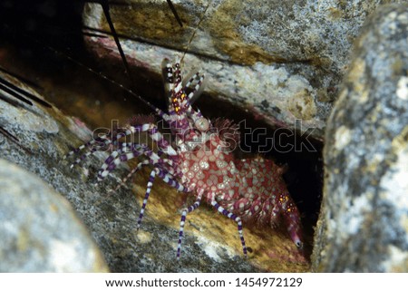 Amazing underwater world - Marbled shrimp- Saron sp. Diving and macro photography. Tulamben, Bali, Indonesia. 