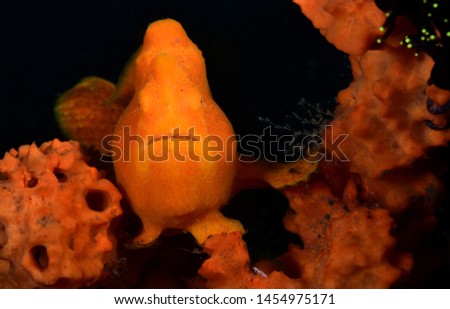 underwater world - Giant Frogﬁsh - Antennarius commerson. Rare fish. Diving and underwater photography. Tulamben, Bali, Indonesia. 
