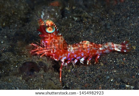 Underwater world - small red shrimp during night diving. Red-dotted humpback prawn (Metapenaeopsis sp.). Macro underwater photography. Tulamben, Bali, Indonesia.