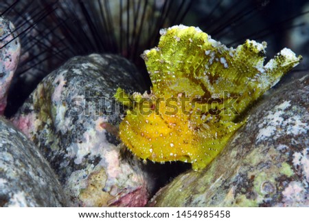 Underwater world - Leaf Scorpionﬁsh -Taenianotus triacanthus. Diving and underwater macro photography. Tulamben, Bali, Indonesia.
