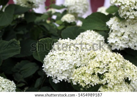 Beautiful flower hydrangea white with green leaves. The Latin name is tree hydrangea.