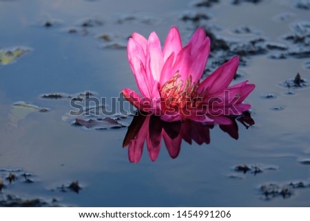 beautiful pink waterlily or lotus flower blooming with silhouette in Thale Noi Waterfowl Reserve,Thailand.