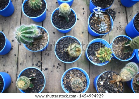 Mini cactus plants, in flower pots, are arranged in the lezatta park