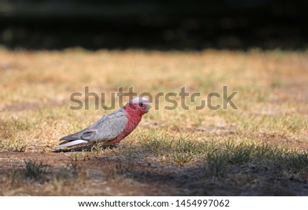 Pink Cockatoo Parrot in Australia