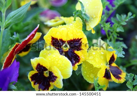 viola tricolor pansy, flowerbed 