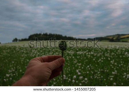 Field of poppies. White poppy flowers in the green field with blue sky. Poppy in hand.