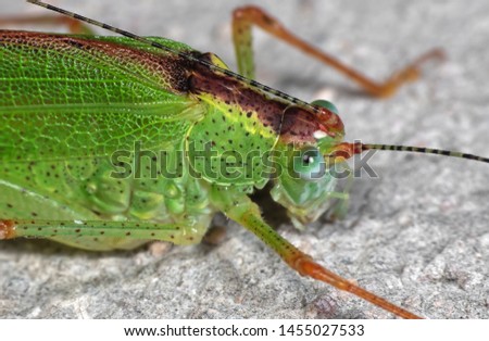 Macro Photography of Green Grasshopper on The Floor, Selective Focus