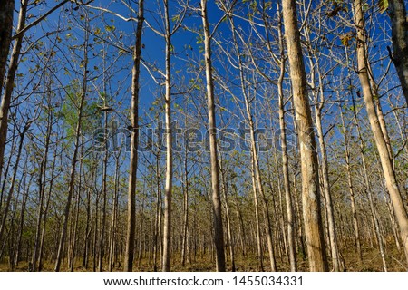Teak forest in the dry season and blue sky. In the dry season teak forests become molt and abort their leaves. This picture is suitable for background and wallpaper. Nature photography. 