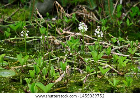 White flowers on a plant stem growing from mud.