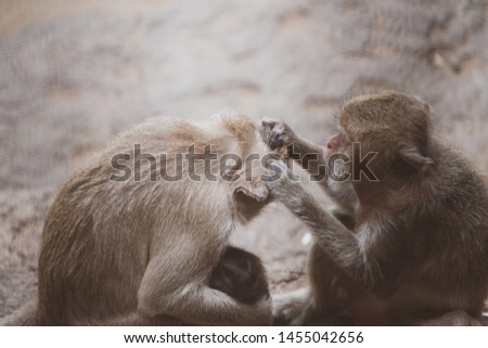 The naughty mischievous monkey is takecaring each other in the ancient Phra Prang Sam Yod, Lopburi,Thailand.