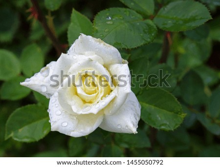 White rose with dew drops on petals in summer garden. Colorful background with copy space for greeting card. Selective focus, shallow DOF