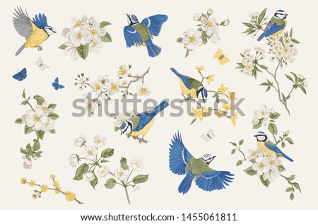 Classis vintage illustration. Set. Blossom garden with tits. Birds and flowers. 