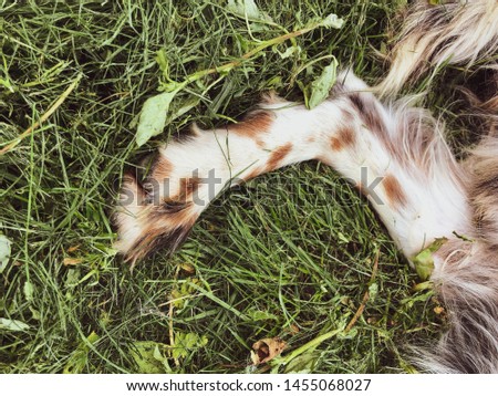beautiful dog's nose, mouth, paw detail lying on grass