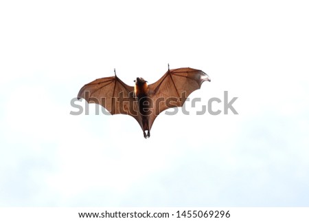 Bat flying in the sky."Lyle's flying fox"