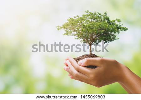 hand holdig big tree growing on green background. eco earth day concept Royalty-Free Stock Photo #1455069803