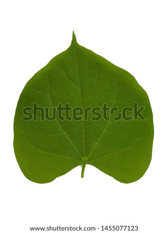 White background image of leaves.