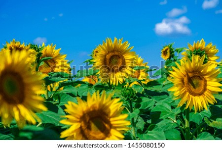 field of sunflower blooming bright yellow flowers against the blue sky