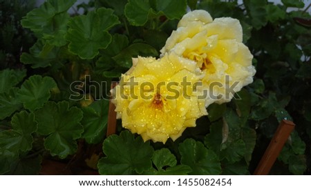 Monsoon Magic - Rain droplets on the Yellow rose flower