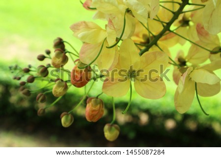 Close-up pictures of yellow flowers after blurred