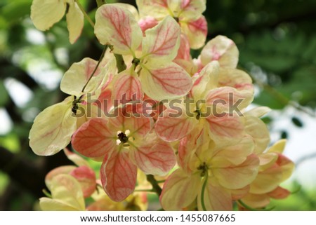Close-up pictures, orange flowers, blurred background