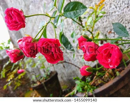 Rose flower in my garden