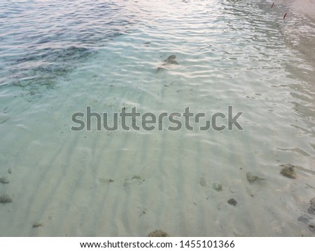 Reef shark swimming close to shore in the Maldives
