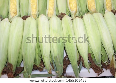 Fresh corn cobs with leaves. Organic sweet corn. Maize. Full frame cover photo. Vegetable background texture. Diet and healthy eating concept. vegetarian. 