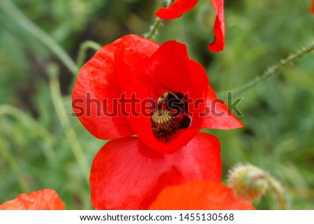 hard-working bee collects nectar from the flowers of the poppy
