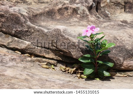 Green plant grow up on cracked stone. Royalty-Free Stock Photo #1455131015