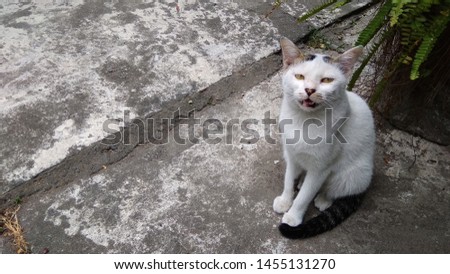 funny face cat from Indonesia 