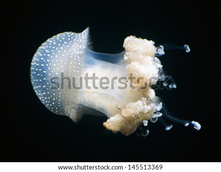 Detail of beautiful subtle jellyfish.