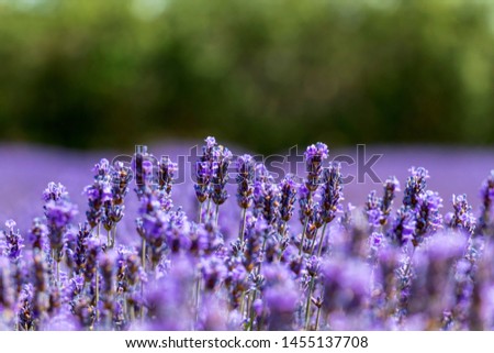 Natural close-up photo of beautiful gentle lavender flower field, abstract vivid purple floral background of aromatic plant at blooming with bokeh effect. Valensole, Provence, South France, Europe