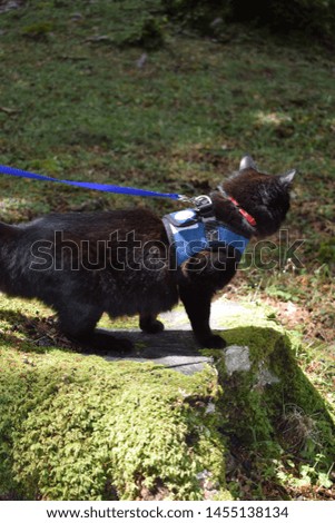 Black cat with a blue harness exploring outdoor
