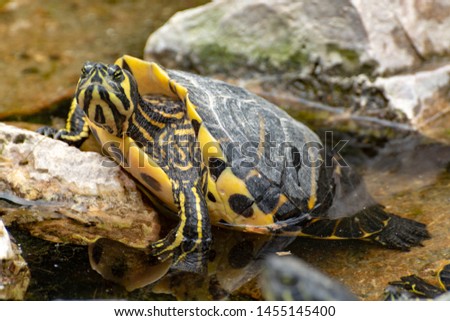 Yellow-bellied sliders, land and water turtles, sunbathing in pond close up