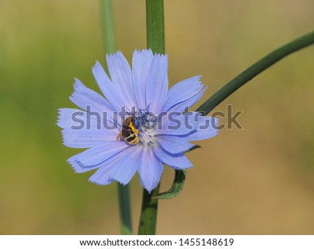 A pentalon bee, dasypoda hirtipes, collects nectar in a chicori blossom. Pictured in a nature garden.