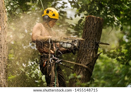 An arborist cutting a tree with a chainsaw Royalty-Free Stock Photo #1455148715