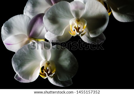 white orchid isolated on black background close up macro photography exotic plants interior decoration indoor plants natural wallpaper white yellow flower