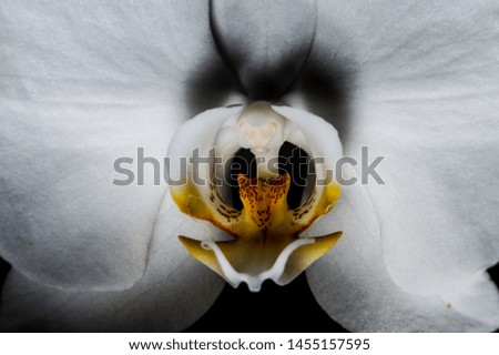 white orchid isolated on black background close up macro photography exotic plants interior decoration indoor plants natural wallpaper white yellow flower
