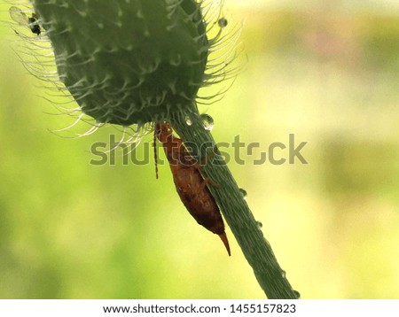 Woodland earwig, Chelidura acanthopygia, sits at an poppy flower