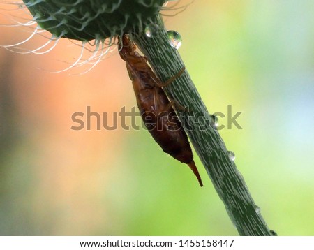 A woodland earwig, Chelidura acanthopygia, sits under a poppy flower