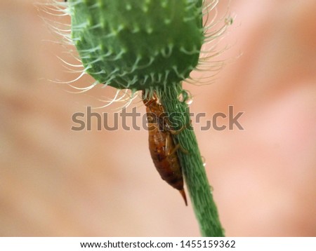 Chelidura acanthopygia, woodland earwig, sits at a poppy flower