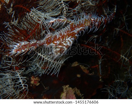 Closeup and macro shot of the pregnant Ornate ghost pipefish or harlequin ghost pipefish, Solenostomus paradoxus during leisure dive in Tunku Abdul Rahman Park, Kota Kinabalu, Sabah. Malaysia, Borneo.