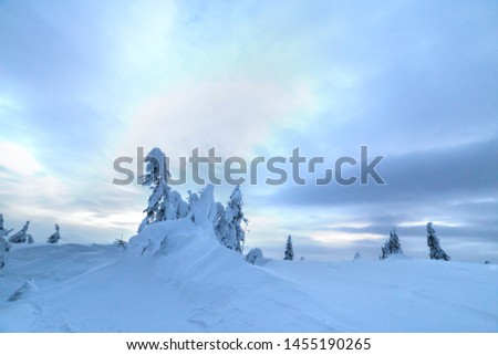 Winter mountain blue landscape. Small spruce trees in deep snow on bright cloudy sky copy space background.
